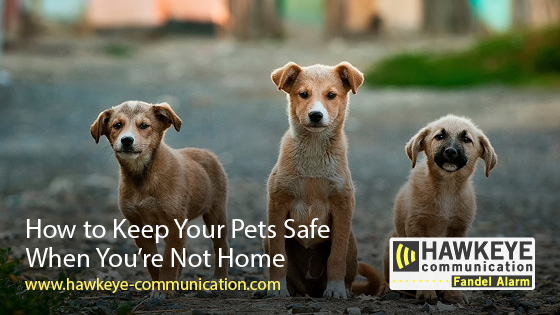 How to Keep Your Pets Safe When You're Not Home